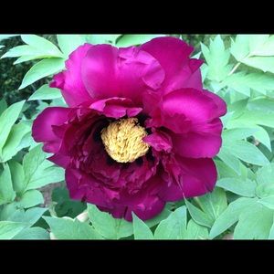 Meet your Posher, Judy